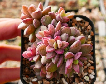 Echeveria 'Rezry' | Rare Succulent | Fully Rooted
