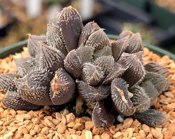 Haworthia keganii x venusta - 4" pot