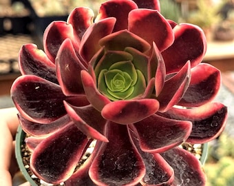 Aeonium 'Superbang' - 4" Pot