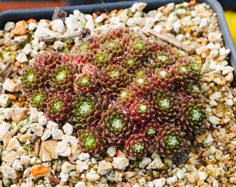 Sempervivum arachnoideum 'Minor' | Rare Succulent | Fully Rooted