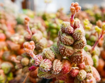 Crassula elegans ssp. namibensis | Rare Succulent | Fully Rooted