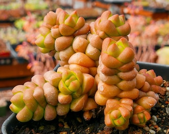 Crassula marchandii - compact form | Rare Succulent | Fully Rooted