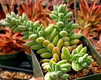 Crassula lanuginosa | Rare Succulent | Fully Rooted