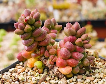 Crassula elegans | Rare Succulent | Fully Rooted