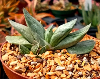Gasteria brachyphylla f. variegata | Rare Succulent | Fully Rooted
