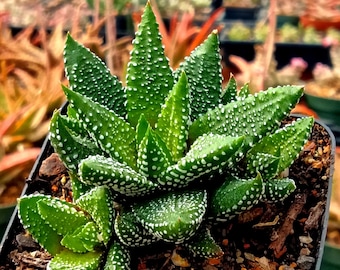 Haworthiopsis enon -3" pot | Succulent