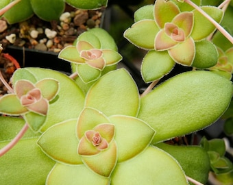 Crassula orbicularis | Rare Succulent | Fully Rooted
