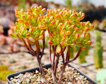 Aeonium sedifolium | Rare Succulent | Fully Rooted