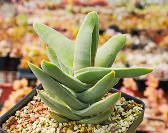 Crassula falcata | Rare Succulent | Fully Rooted