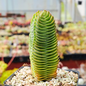 May include: A green succulent plant with stacked, layered leaves, resembling a tower. The plant has a spiral shape and is potted in a small black container with light-colored pebbles. The tips of the leaves have a reddish hue.