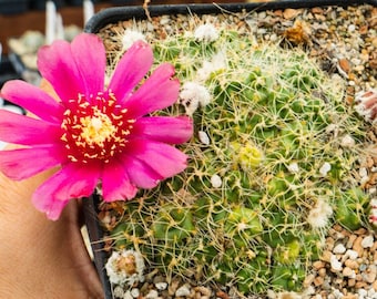 Maihueniopsis subterranea subs. pulcherrima | Rare Cactus | Fully Rooted