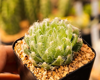 Haworthia arachnoidea 'tretyrensis sandpoort'  | Rare Succulent | Fully Rooted