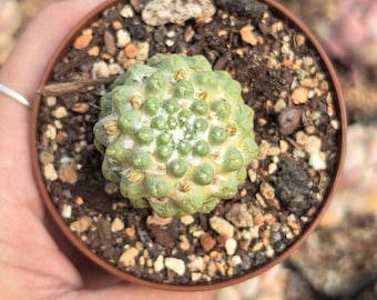 Mammilaria schumannii f. inermis - from seed - 2.5" pot