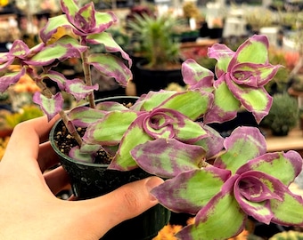 Callista soconuscensis 'Dragon Tail' - 4" Pot
