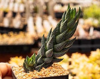 Haworthiopsis reinwardtii | Beginner Succulent | Fully Rooted