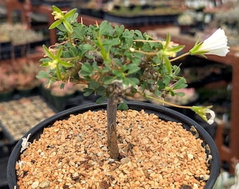 Monsonia vanderietiae 'Bushman's Candle' - 6" Pot
