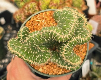 Austrocylindropuntia cylindrica f. cristata