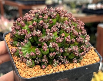 Mammillaria bocasana f. monstruosa 'Fred - Finger ' -  4.5" Pot | Exact Plant