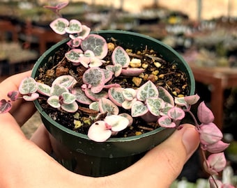 Ceropegia woodii variegated - String of Hearts | Rare succulent