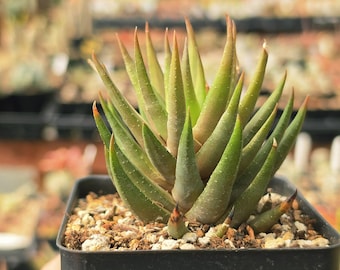Haworthiopsis coarctata f. greenii - Succulent Plant