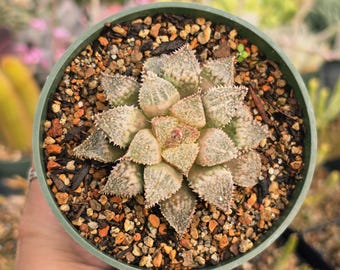 Haworthia emalyae var. major Hakuma | Rare Succulent | Fully Rooted