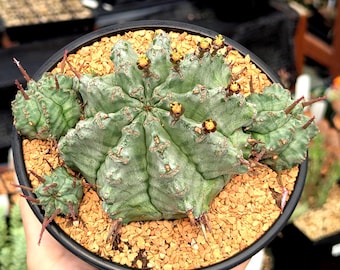 Euphorbia horrida var. major 'Blue Form' - 6" Pot | Exact Plant