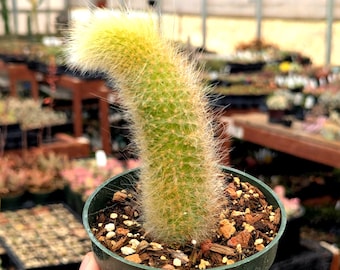 Cleistocactus colademononis 'Monkey Tail' - 4" Pot