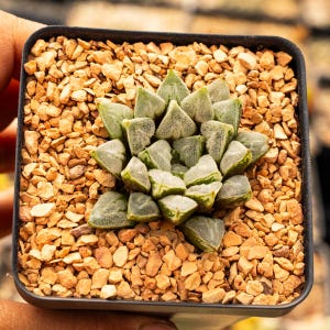 Haworthia magnifica &#39;Love Life&#39;  | Rare Succulent | Fully Rooted