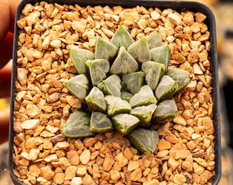 Haworthia magnifica 'Love Life'  | Rare Succulent | Fully Rooted