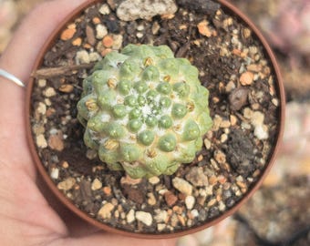 Mammilaria schumannii f. inermis - from seed