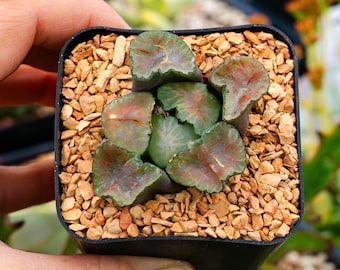 Haworthia maughanii okagami 'Red Strip' | Rare Succulent | Fully Rooted