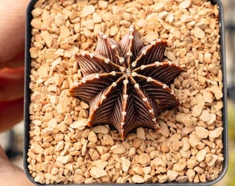 Gymnocalycium friedrichii - VOS 1241 | Rare Cactus | Fully Rooted