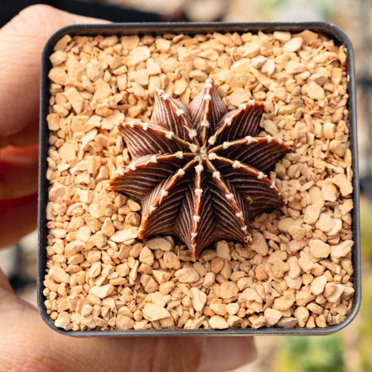 Gymnocalycium Friedrichii - VOS 1241 | Rare Cactus | Fully Rooted