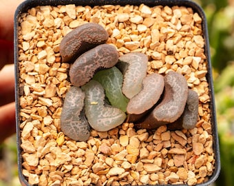 Haworthia 'Floating Algae' | Rare Succulent | Fully Rooted