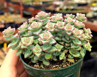 Crassula perforata - String of Buttons | Succulent | Fully Rooted