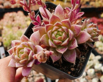 Graptopetalum macdougallii | Rare Succulent | Fully Rooted