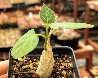 Gonolobus cyclophyllus - 3.5" Pot