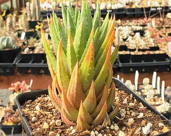 Haworthiopsis glauca v. herrei - Succulent Plant