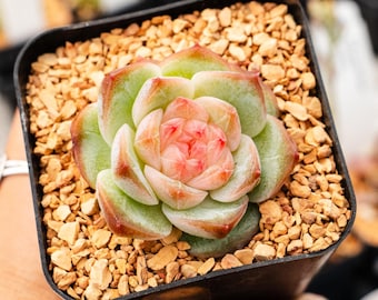 Echeveria 'Jelly Lip' | Rare Succulent | Fully Rooted