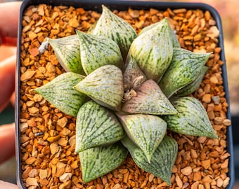 Haworthia 'Taoyuan' | Rare Succulent | Fully Rooted