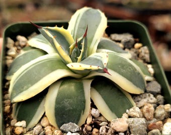 Agave Applanata 'cream Spike' - 3.5