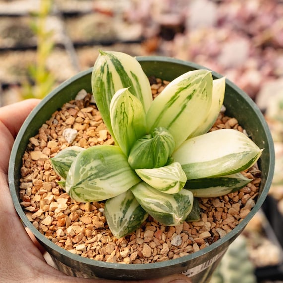 seed of rose Ruby Red Rose Seedlings Flower Seeds Perennial Growing Bonsai Corms Tubers  Potted Planting Reblooming Fragrant Garden Roots Rhizomes Species Blooms  Plant Bulbs Gardening Tree