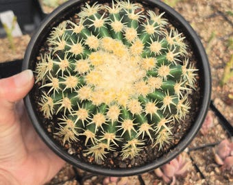 Echinocactus grusonii v. brevifolia