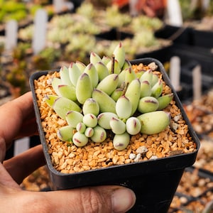 Cotyledon orbiculata | Rare Succulent | Fully Rooted