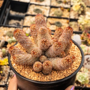 Mammillaria elongata &#39;Ladyfinger&#39; | Cactus | Fully Rooted