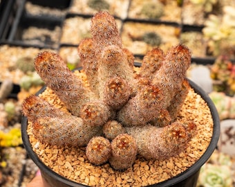 Mammillaria elongata 'Ladyfinger' | Cactus | Fully Rooted