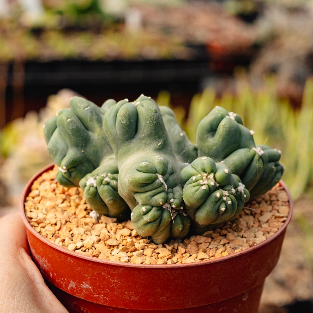 #EC269 Cereus Forbesii Monstrose Ming Thing Cactus 4"
