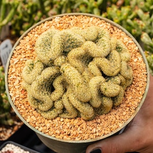 Mammillaria elongata cristata - 'Brain Cactus' | Rare Cactus | Fully Rooted