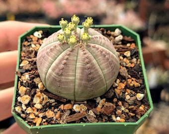Euphorbia obesa - 2.5" Pot