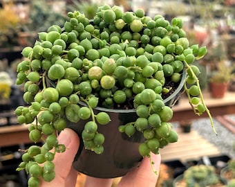 Curio rowleyanus - String of Pearls | Rare Succulent | Fully Rooted